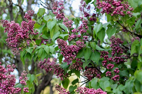 A tree with purple flowers and green leaves