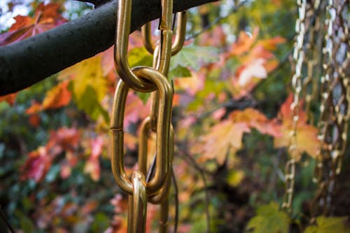 Free stock photo of autumn, branch, chain curtain