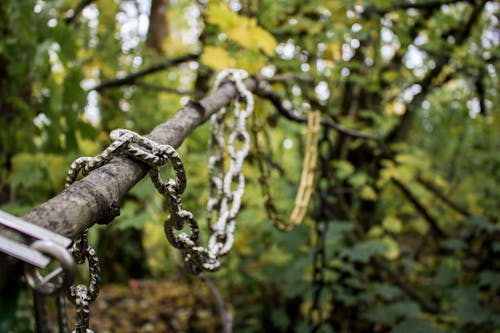 Free stock photo of chains, enchanted forest, forest