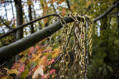 Free stock photo of branch, chain curtain, chains