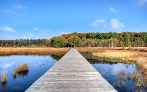 Brown Wooden Dock Above Lake Towards Green Trees