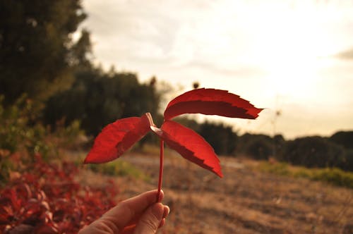 Free stock photo of akÅŸam gÃ neÅŸi, doÄŸa, hand