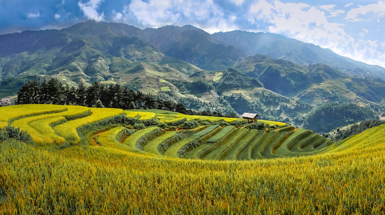 Terrazas De Arroz