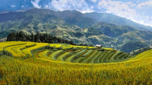 Free Lush terraced rice fields with clear blue sky and mountains in the background, capturing rural agriculture. Stock Photo