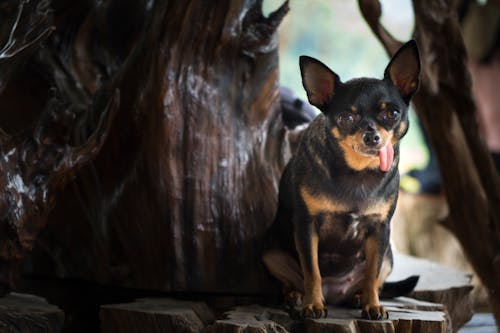 Gratis Chihuahua Negro Y Fuego Sentado Foto de stock