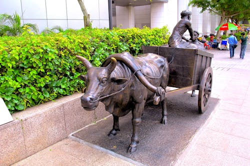 Free stock photo of buffalo pulling a cart Stock Photo