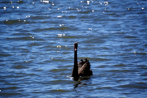 SWAN ON THE RIVER SWAN