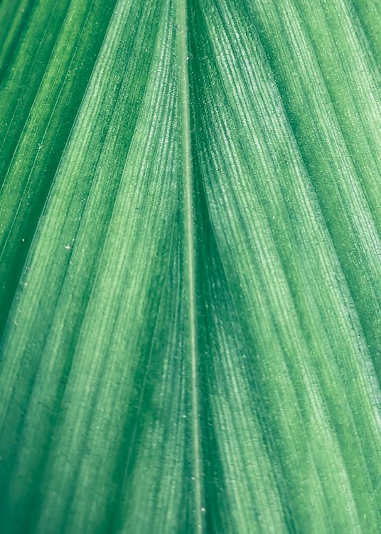 Close-up Shot Of Leaf