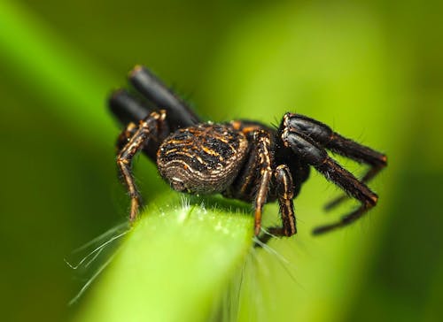 Безкоштовне стокове фото на тему «xysticus croceus, Вибірковий фокус, завод»