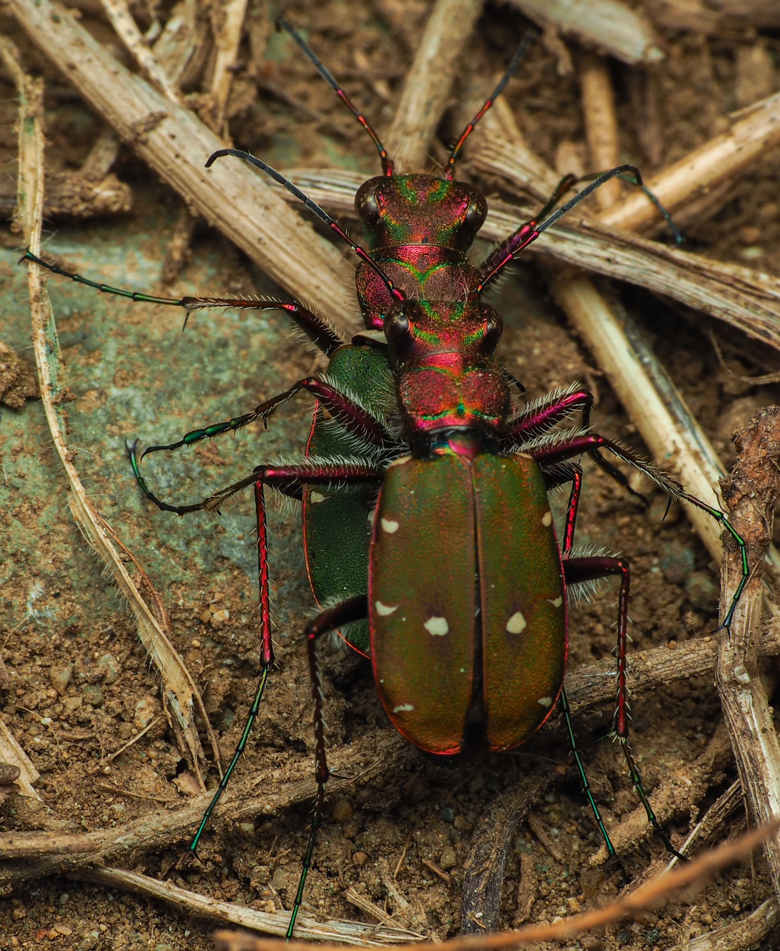 Top View of Green Tiger Beetle · Free Stock Photo