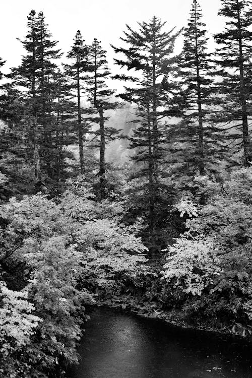 Free Black and white photograph of a river in the woods Stock Photo