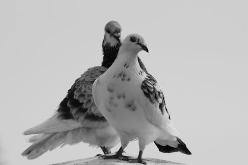Two pigeons standing on top of a ledge