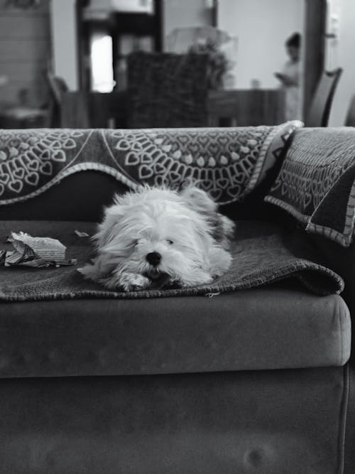 Free A dog laying on a couch in a living room Stock Photo