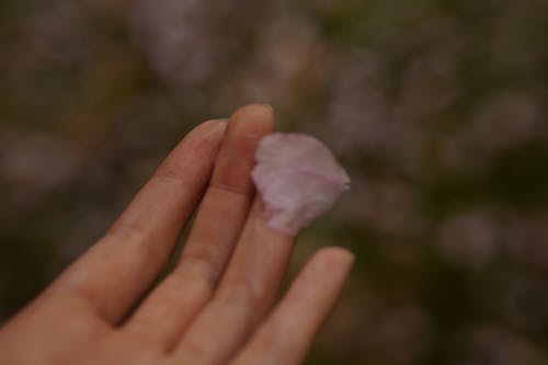 Free stock photo of petals, sakura flower, springtime