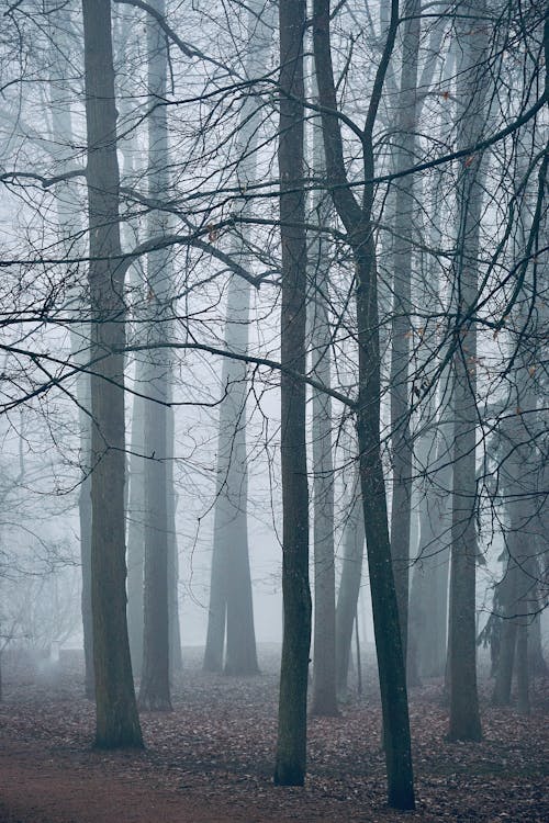 A foggy forest with trees and no people