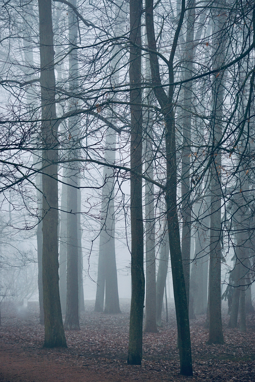 Free Foggy forest scene with leafless trees during autumn, creating an eerie atmosphere. Stock Photo