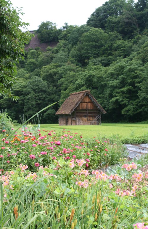 คลังภาพถ่ายฟรี ของ shirakawago, กระท่อม, กลางแจ้ง