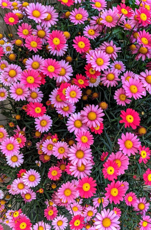 Immagine gratuita di arbusto, argyranthemum, asteracee