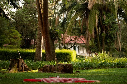 Free A Picnic Blanket and Pillows Lying on the Ground in a Park  Stock Photo