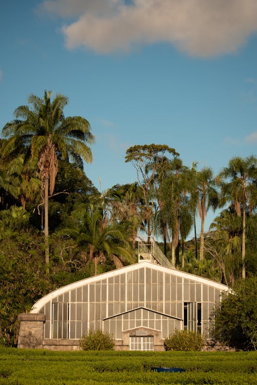 Δωρεάν στοκ φωτογραφιών με βοτανικός κήπος, Βραζιλία, γαλάζιος ουρανός