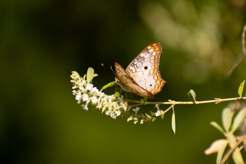 A brown butterfly sitting on a plant with green leaves