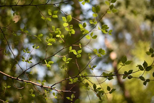 Kostnadsfri bild av blad, fågelblad, grön skog