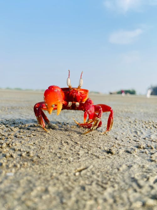 ビーチ, 動物の写真, 垂直ショットの無料の写真素材