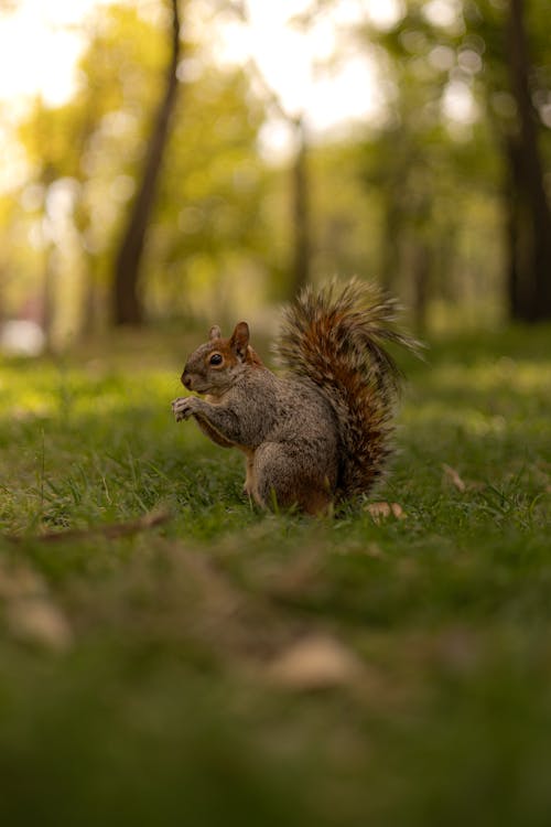 Fotobanka s bezplatnými fotkami na tému fotografie zvierat žijúcich vo voľnej prírode, hlodavec, jedenie