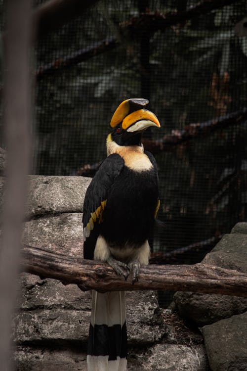 A hornbill bird is sitting on a branch