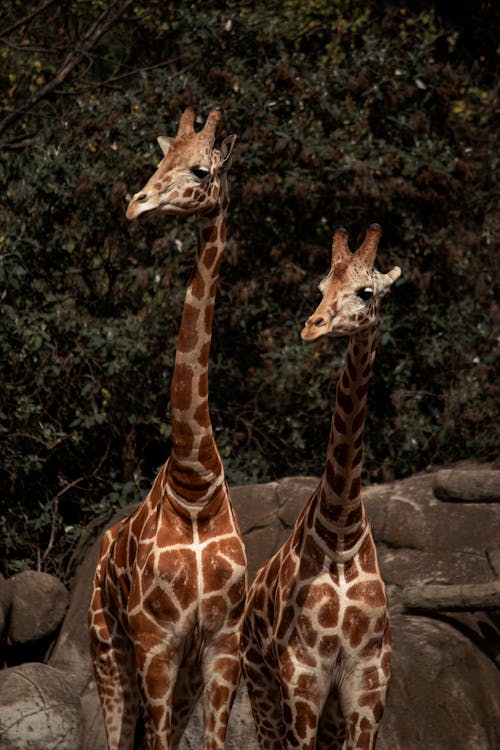 動物, 動物園, 垂直拍摄 的 免费素材图片