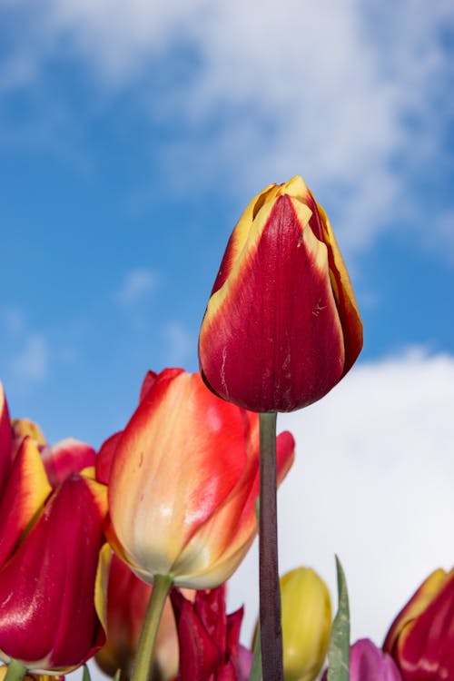 Fotobanka s bezplatnými fotkami na tému červené kvety, jar, kvitnutie