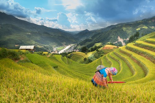 Free Woman Standing On Rice Terraces Stock Photo