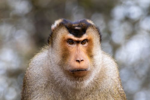 portrait of a Southern pig-tailed macaque