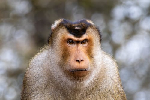 Foto d'estoc gratuïta de exòtic, fotografia d'animals, fotografia de la vida salvatge