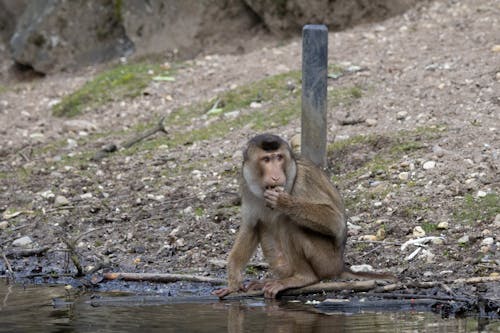 Southern pig-tailed macaque eating while sitting near the water