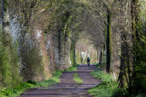 一条长满树木和灌木的土路，形成一条隧道，一名山地自行车手骑到隧道尽头