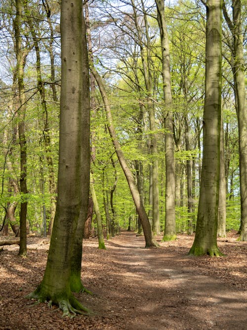 A path between the trees in the forest during early spring