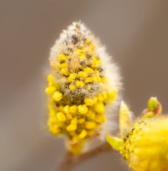 Macro shot of fluffy yellow bud with pollen, symbolizing spring growth and renewal.