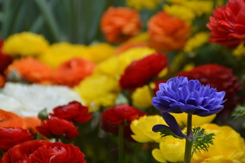 A close up of a flower with a blue flower