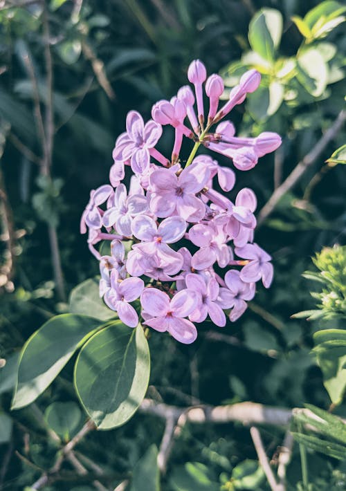 syringa vulgaris, 丁香树, 伊斯坦堡 的 免费素材图片