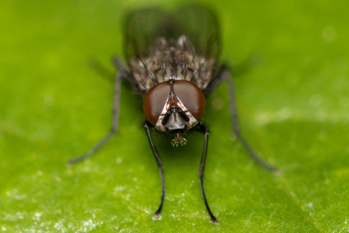 Fly Insect Front View Close-up of an Insect · Free Stock Photo