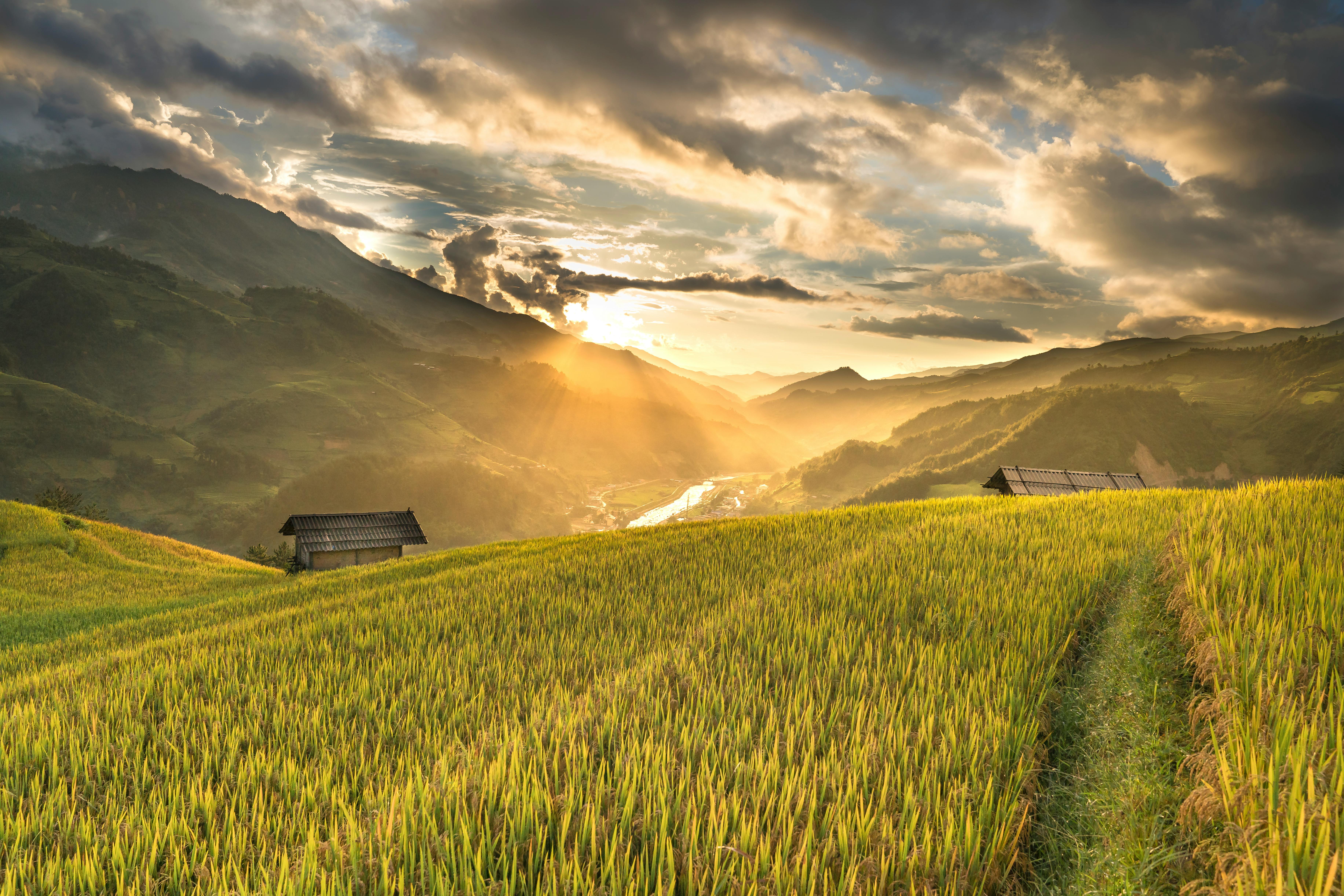 agriculture field wallpaper