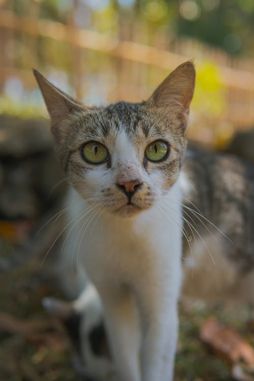 Foto stok gratis anak kucing, cambang, fokus selektif