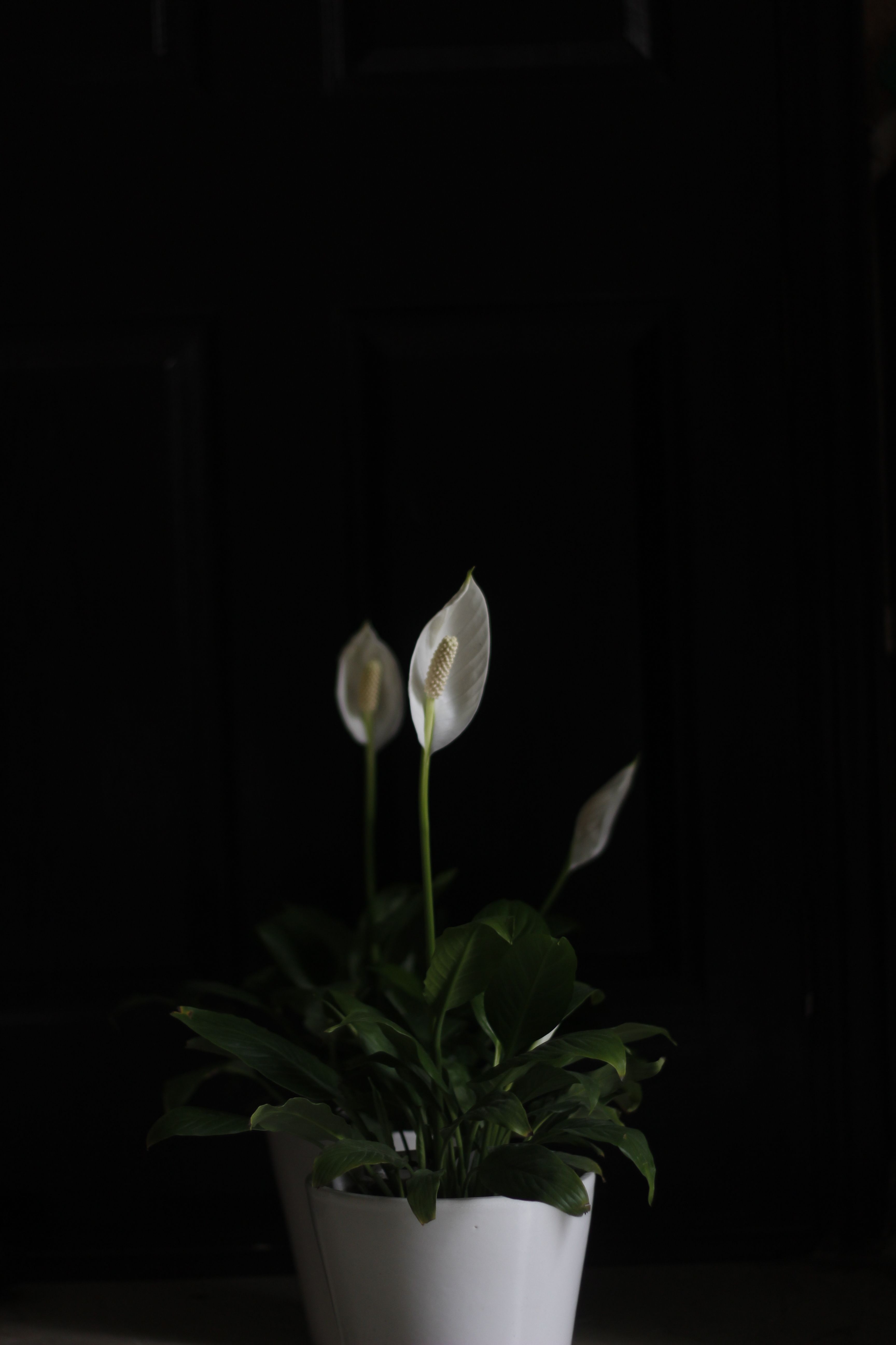 peace lily in white ceramic pot