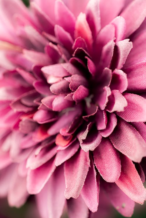Imagine de stoc gratuită din botanic, close-up extrem, creștere
