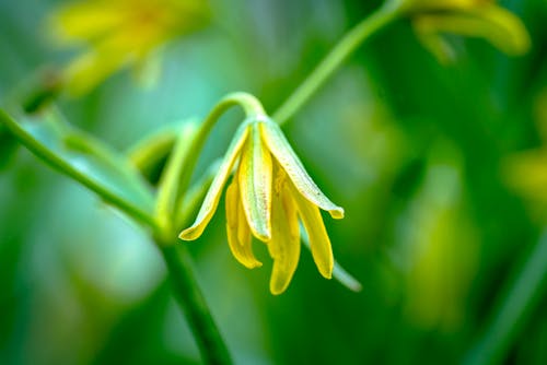 A close up of a yellow flower with green leaves