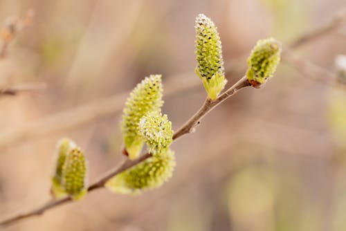 Kostenloses Stock Foto zu ast, catkins, frühling