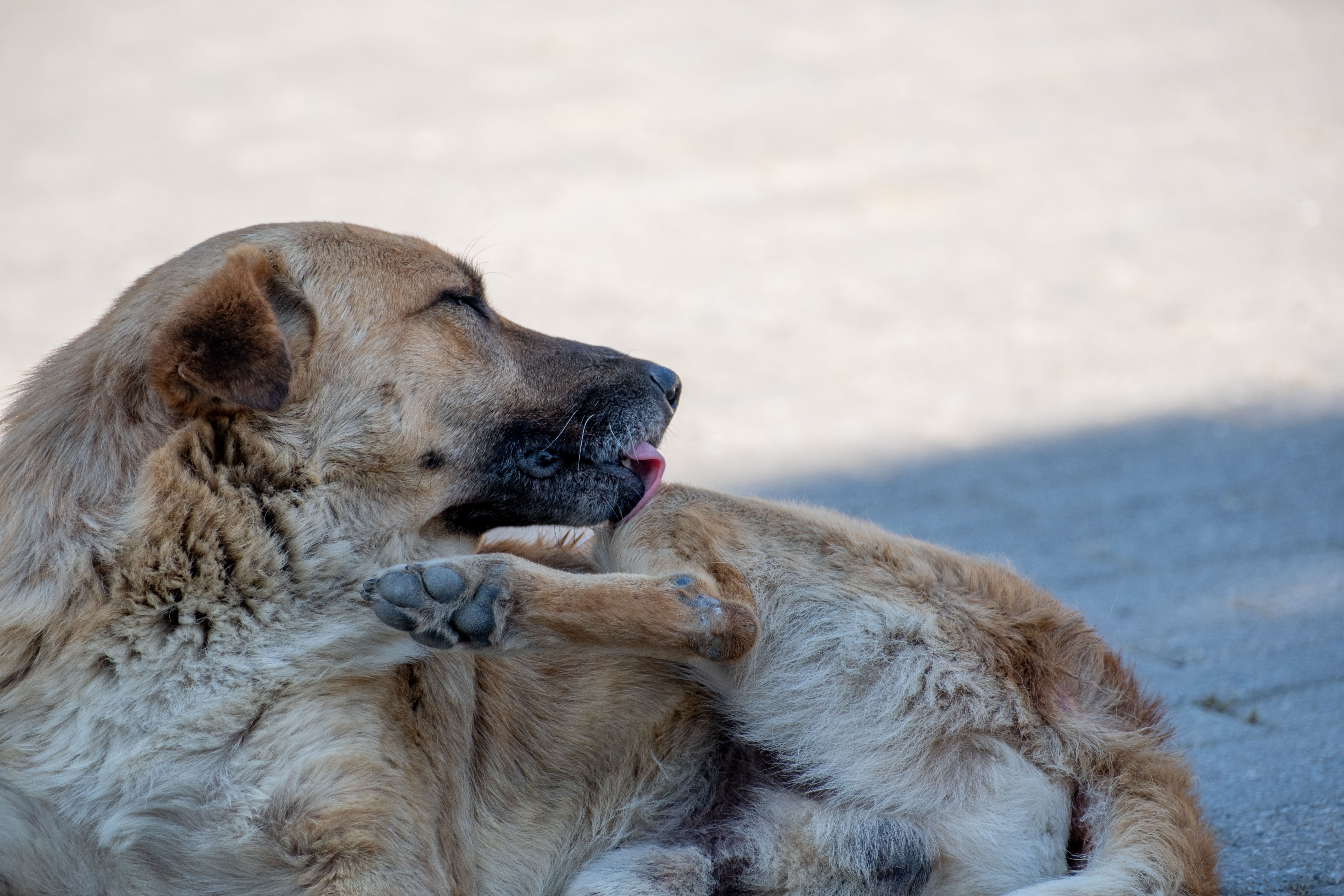 A large dog comfortably lying on a sunlit pavement in Kozbeyli, İzmir, enjoying a tranquil moment outdoors.