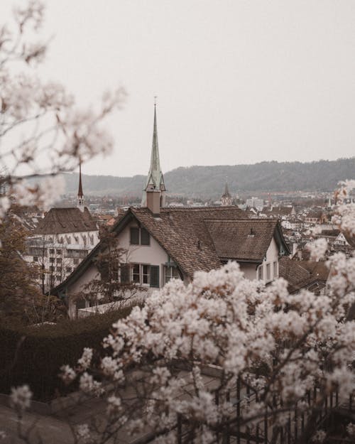 Alberi In Fiore Con Sfondo Di Città