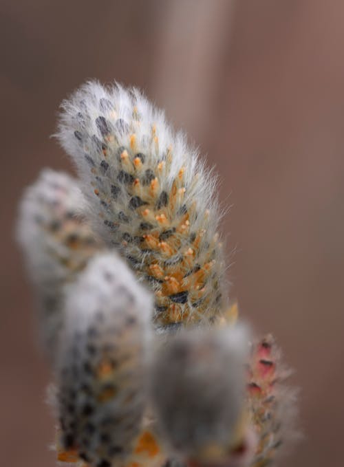 仙人掌, 冬季, 增長 的 免费素材图片